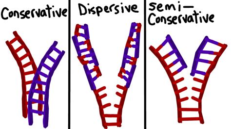 dispersive dna replication|dispersive dna replication definition.